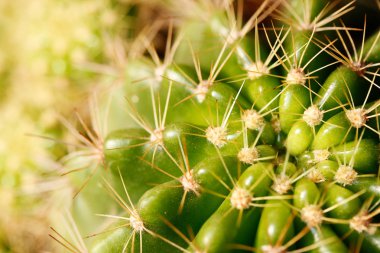 Vivid grusonii verde cactus closeup tiro