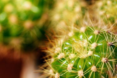 canlı yeşil grusonii kaktüs makro spines ile