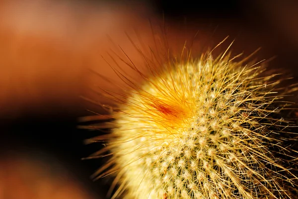 Queue de renard ou cactus à hameçon avec épines orange — Photo