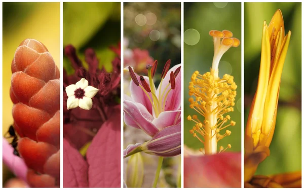 Collectie van bloemen close-up met ondiepe scherptediepte — Stockfoto