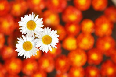 Three white daisies standing amidst marigold flowers in the back clipart