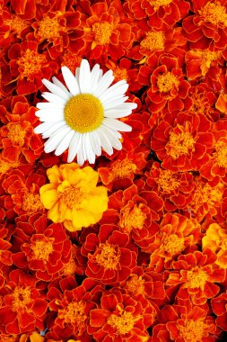White daisy flower in the middle of french marigold clipart