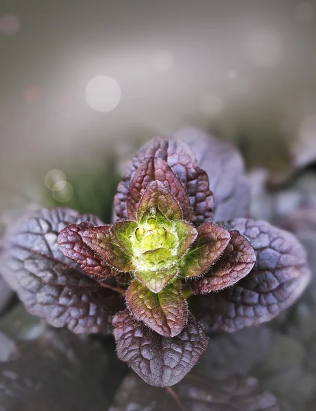 Krásná mladá bugleweed rostlina s jasně zelenými listy mladší — Stock fotografie