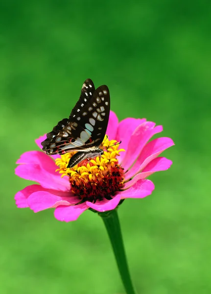 Fjäril på en blomma — Stockfoto