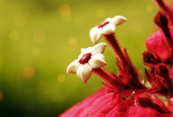 Paar van ashanti bloed bloemen met onscherpe achtergrond en mant — Stockfoto