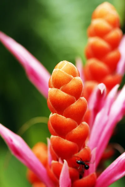 Апельсиновый цветок королевы Панамы в полном расцвете сил — стоковое фото