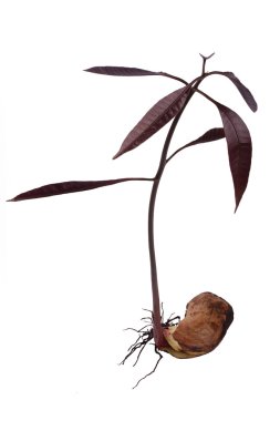 Mango seedling with seed and fresh leaves isolated on white