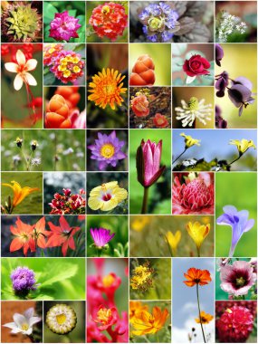 Collection of variety of flowers in different shapes, colors and clipart