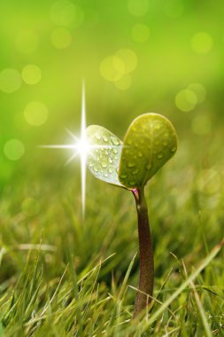 Seedling with shining droplets of water in a garden lawn