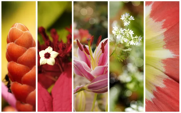 Samling av fem blommor bilder med kort skärpedjup — Stockfoto