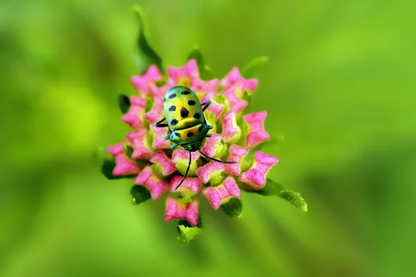 Lantana flower buds and golden bug — Stock Photo, Image