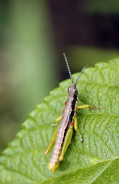 Stock image Grasshopper