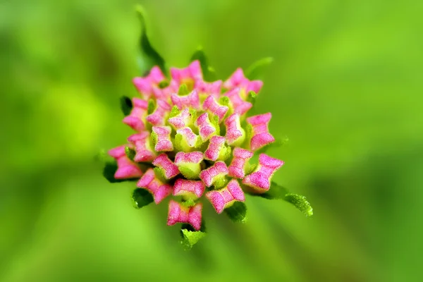 Lantana pąki kwiatowe — Zdjęcie stockowe