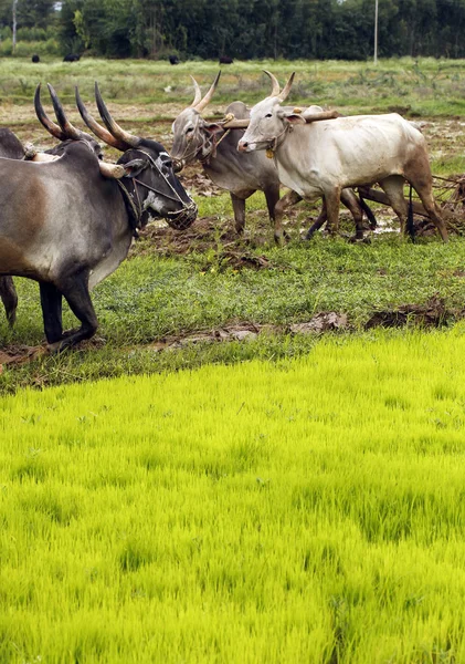Oxen utilizzato per l'aratura di terreni agricoli — Foto Stock