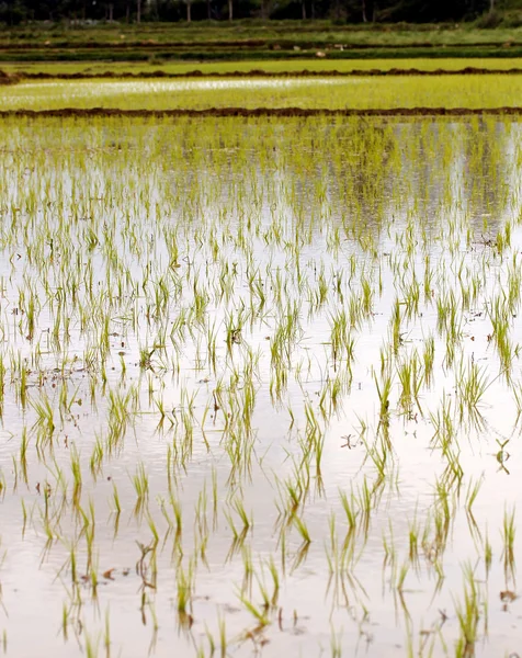 Mudas de arroz recém-plantadas — Fotografia de Stock