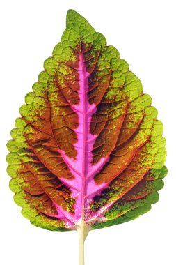 Isolated colorful coleus leaf with multiple hues clipart