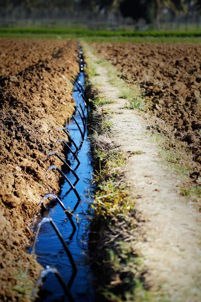 Irrigação por gotejamento em uma fazenda — Fotografia de Stock