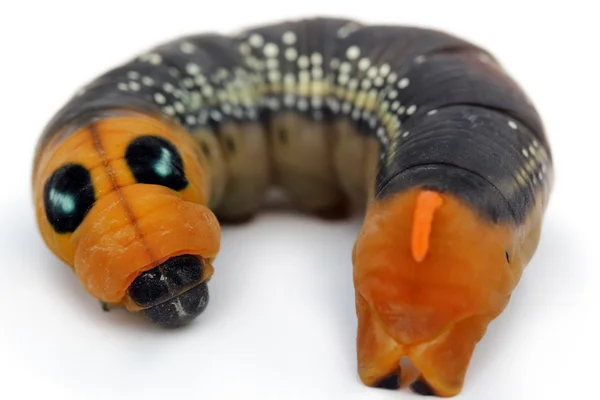 Caterpillar met vlekken en oranje gezicht — Stockfoto