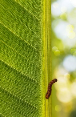 Caterpillar yaprak sırt güneş ışığı tarafından tünemiş.