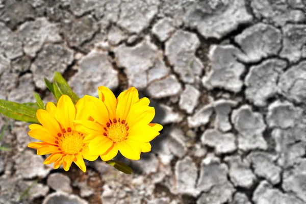Concept of persistence. Flowers blooming in arid land — Stock Photo, Image