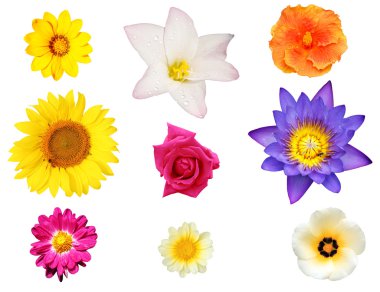 Isolated collection of flowers like lily, hibiscus, daisy clipart