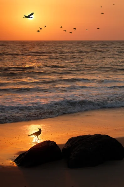 Rebanho de aves voadoras, guindaste e corvo à beira-mar — Fotografia de Stock