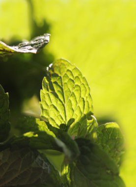 Baharatlı ve aromalı aromalı nane yaprağı yakın çekim