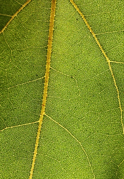 Λεπτομερή μακρο φωτογραφία του φύλλου με web των φλεβών — Φωτογραφία Αρχείου