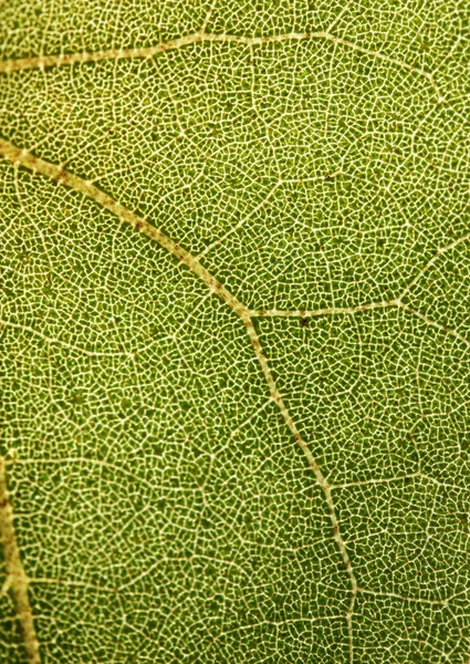 Mycket detaljerade närbild foto av en växt bladverk — Stockfoto
