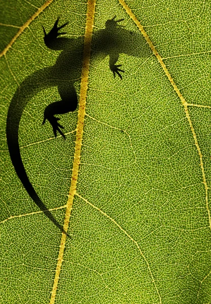 一只蜥蜴在背光的阳光下一片叶子上的剪影 — 图库照片