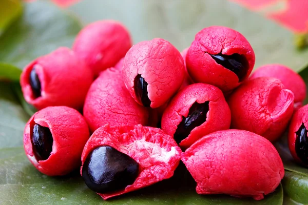 Fleshy and pulpy Mexican origin fruit - Camachile — Stock Photo, Image