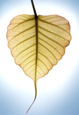 Heart shaped new leaf of peepal tree in sunlight clipart