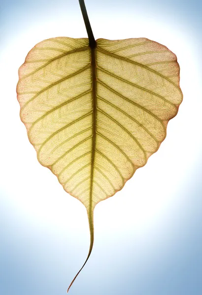 Stock image Heart shaped new leaf of peepal tree in sunlight