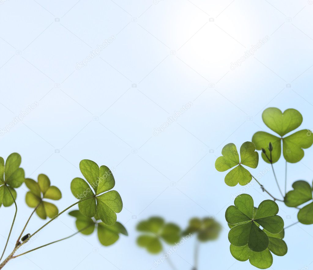 Young oxalis leaves backlit by sunlight in a garden