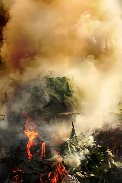 Plantas, queima de plástico causando poluição do ar — Fotografia de Stock