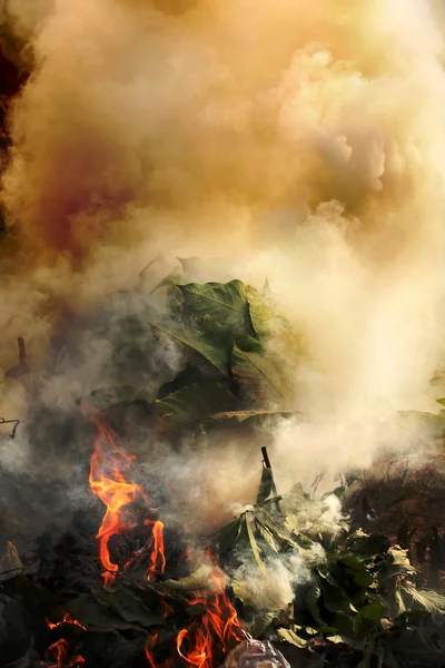 Plants, plastic burning causing air pollution — Stock Photo, Image