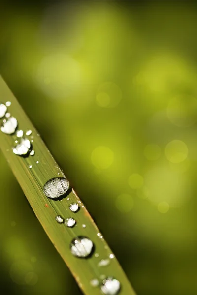 Kapičky vody ranní Rosy na trávě zářící — Stock fotografie