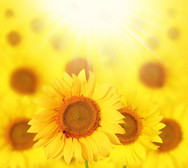 Girasoles de plena floración retroiluminados por el sol en un jardín — Foto de Stock