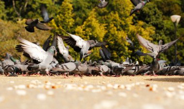 Many pigeons in a park feeding on grains clipart