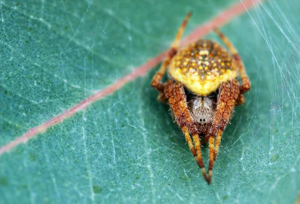Atractiva araña peluda de color amarillo en una hoja — Foto de Stock