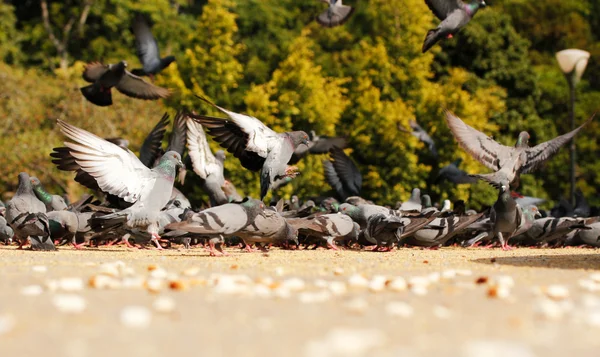 Many pigeons in a park feeding on grains — Stock Photo, Image