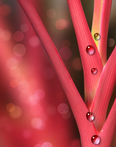 Planta vermelha e rosa com gotas de água da chuva — Fotografia de Stock