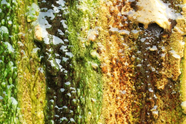 Algen wachsen an einer Wand, indem sie sie vollständig bedecken — Stockfoto