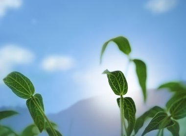 Bean sapling lit by sunlight with background sky clipart