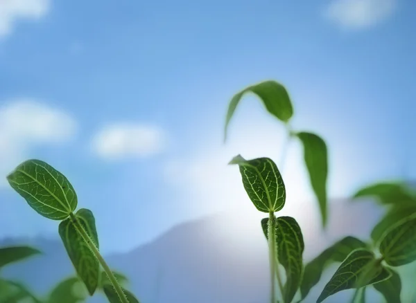 豆树苗由与背景天空阳光点燃 — 图库照片