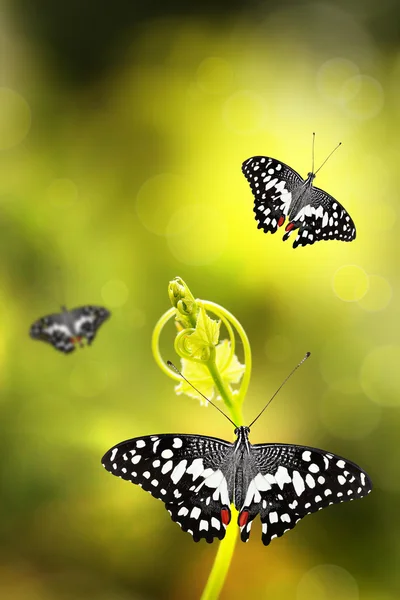 Бабочка на молодом растении с фоном боке — стоковое фото