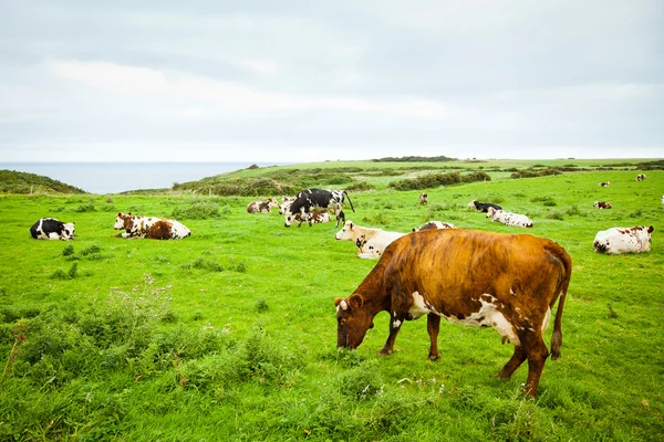 Vaches sur la falaise Photos De Stock Libres De Droits