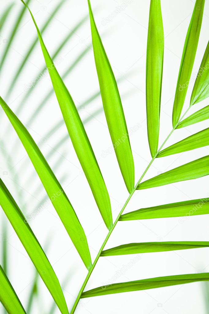 Tropical Leaf Closeup