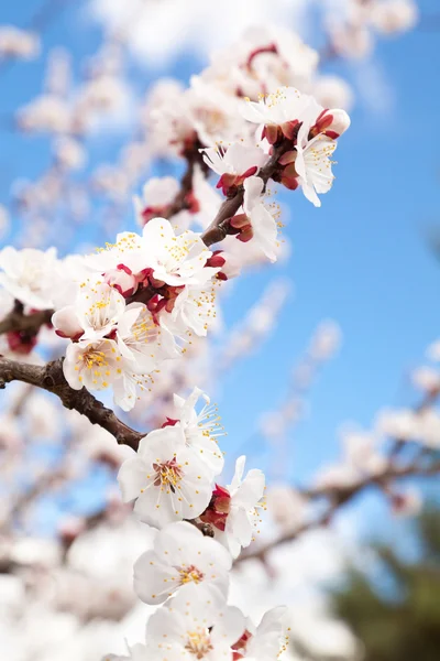 stock image Blossom Branch