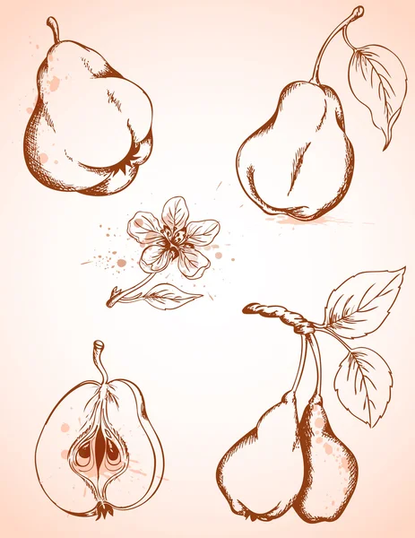 Vintage pears — Stock Vector